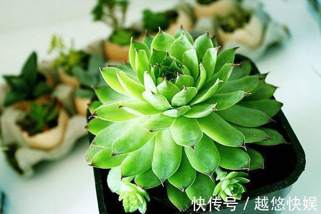 多肉好养却难养爆盆,掌握这几个“技巧”,养爆盆不困难
