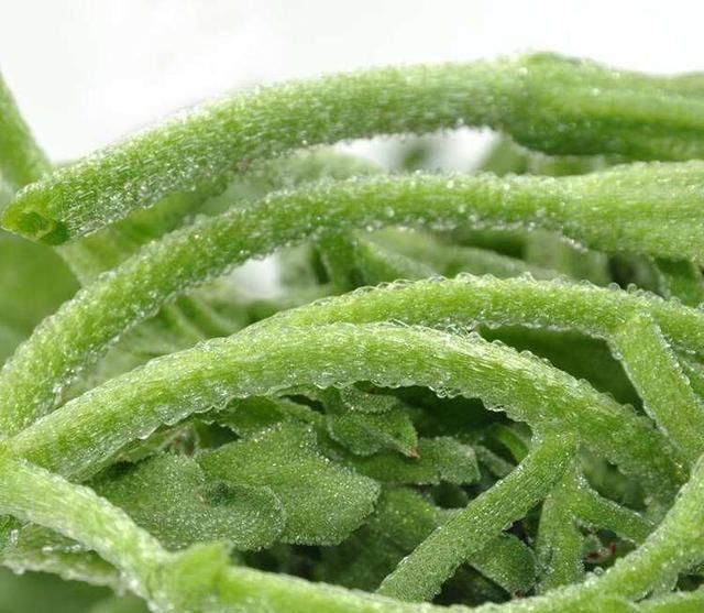 身体|很好吃的3种食物,坚持每天吃一些,排毒养颜,身体棒棒哒!