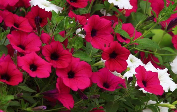 居家就养此款花卉，净化空气就靠它，吸甲醛、除异味，杀细菌！