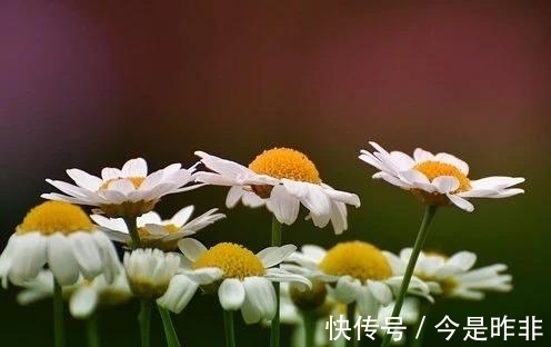 深情|六天后，否极泰来，护你周全，前任深情，鸳鸯壁合，执手相恋