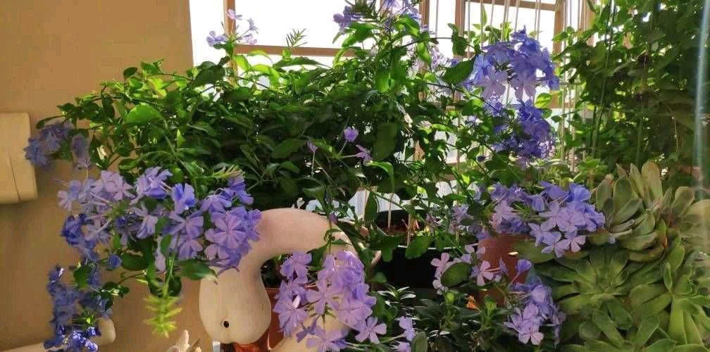 让蓝雪花开花更多,天天开花,开成花墙的“两个”方法