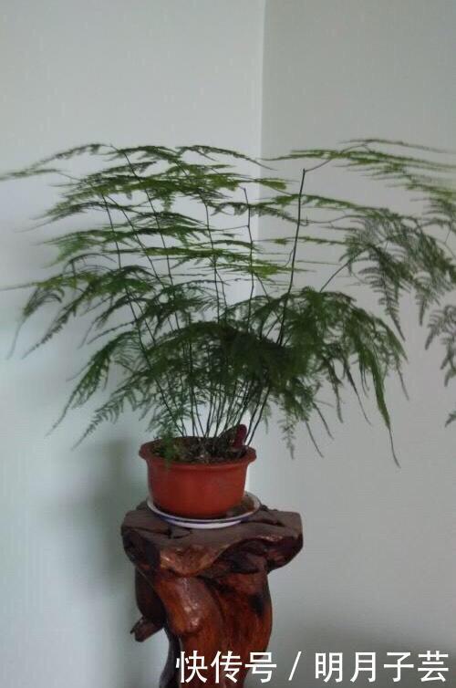 枝条|养文竹,有3个“小方法”,分枝多,叶茂盛,郁郁葱葱长爆盆