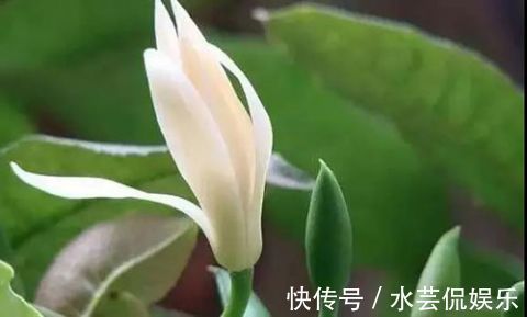 香水|卧室里养上“白兰花”，身上自带花香味，再也不用买香水了！