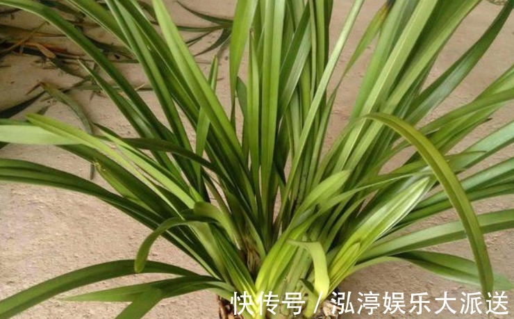 新芽|烂根的兰花长出新芽,能活吗学会这“4步”,养兰是关键