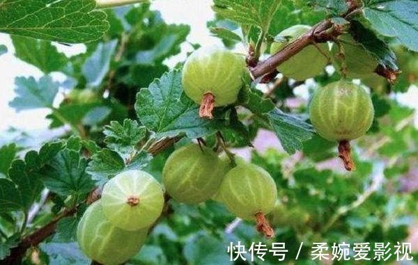 白刺果|推荐女性常吃的食物,预防疾病,补血养颜,还能滋补身体