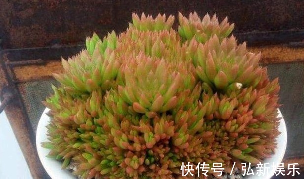 “瓦松”就该这么养,叶片更“肉”更绿,能够蹭蹭“爆满盆”