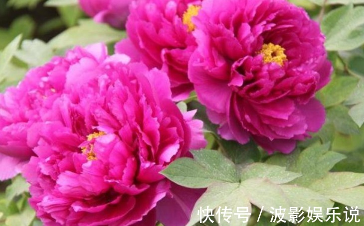 3种“富贵花”,开花吉祥富贵,旺运招财,新的一年好兆头!