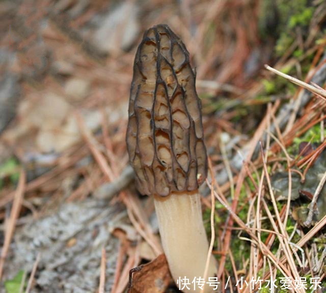 营养|家里再穷,“咬咬牙”也要给孩子吃这些食物,好吃不贵益处多