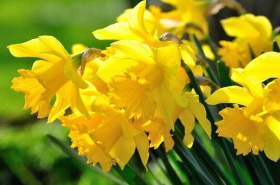 喜欢养花,不如养盆洛神花,开花爆盆很简单,花还美丽