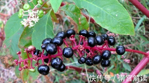 商陆根|农村有一种野草,人称“见肿消”,消肿具有奇效,你在路边见过吗