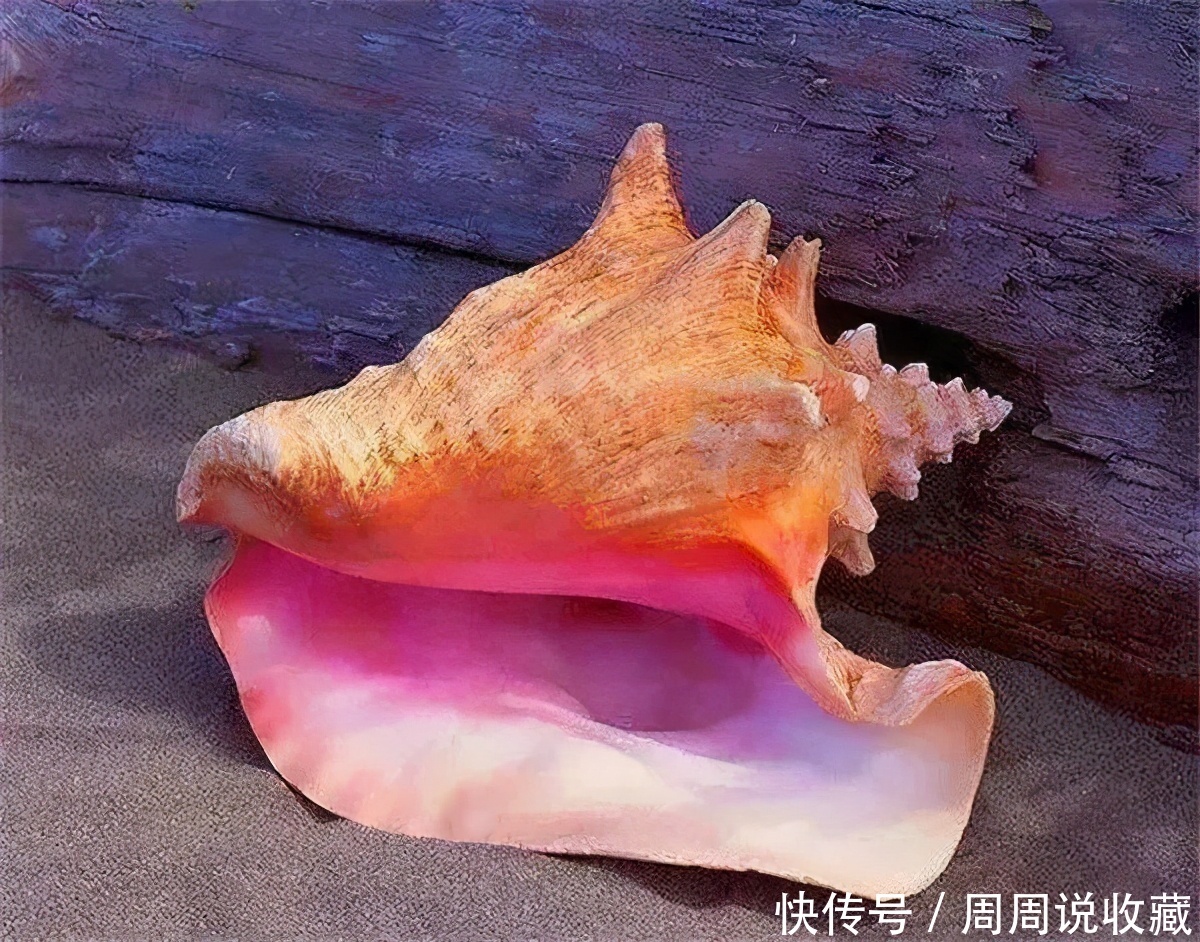 正确|正确选择比钻石还稀有的有机宝石海螺珠