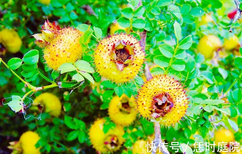 皇帝果|农村此“皇帝果”,女性每天一个,防止妇科病,治感冒,防高血压