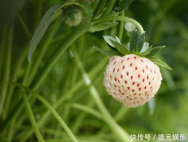 外形像草莓，味道如菠萝的奇特水果，一斤竟要卖200元