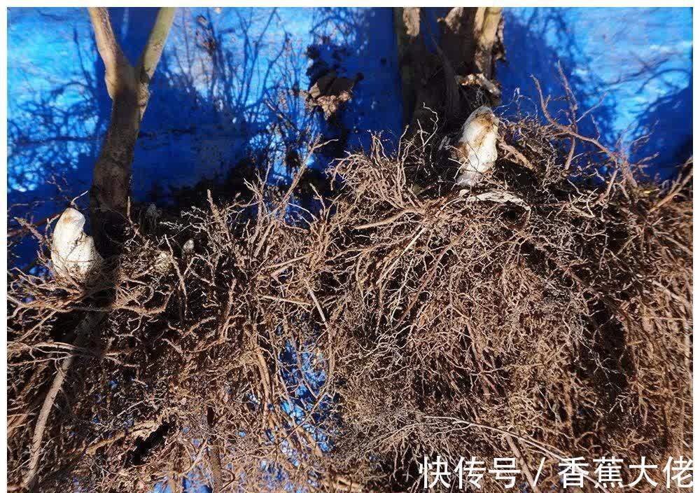 野草|农村山里一种野草,长得像艾草,根的药用价值很高,见到请珍惜