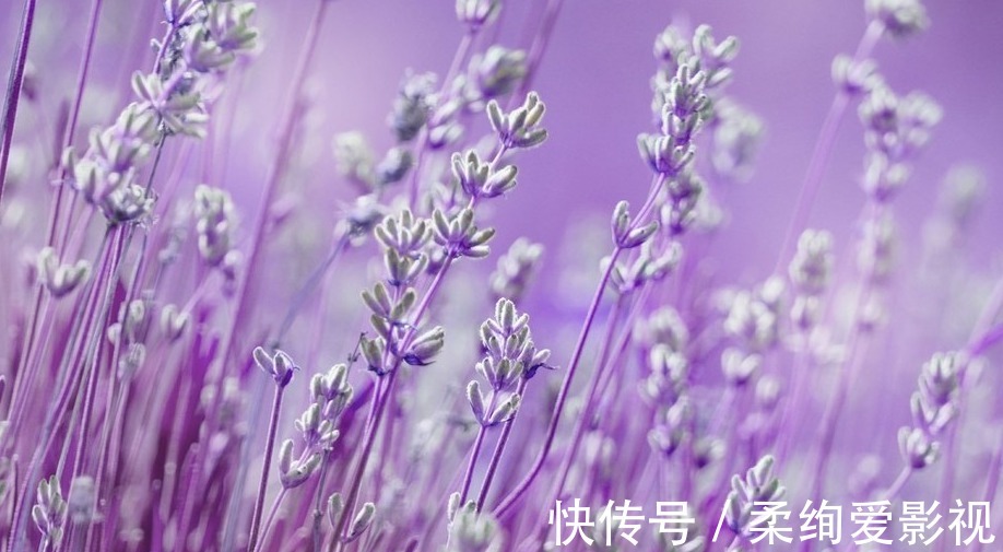 普罗旺斯|薰衣草现在开始播种,你一片紫色花海