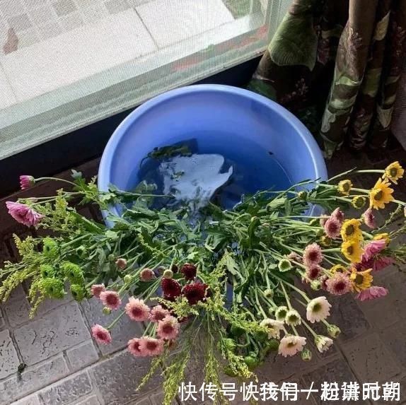 盆边|3种药片养花有“奇效”,浇水溶1片,叶绿根壮,比花肥厉害