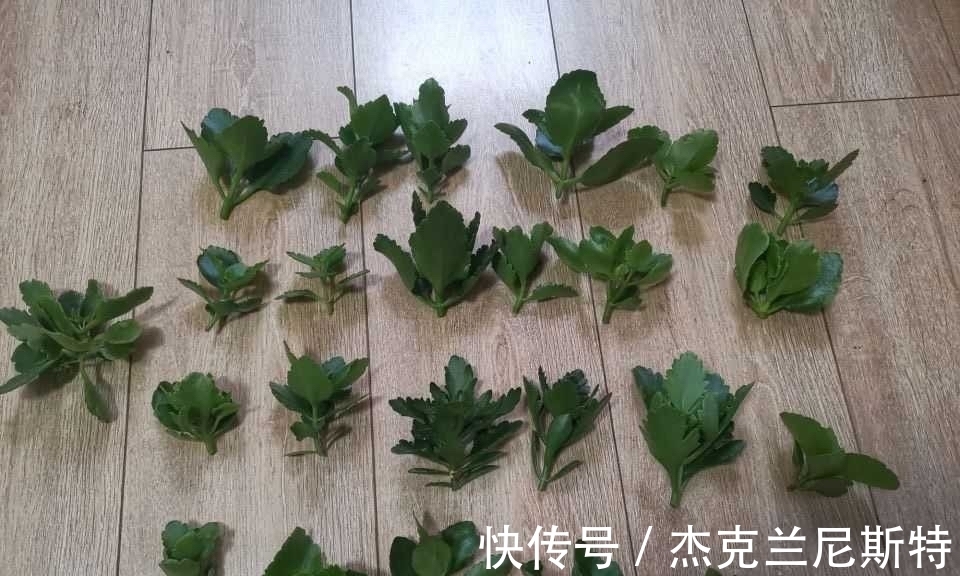 旺盛|夏天养长寿花,有“2步”很重要,轻松度夏,秋冬更旺盛