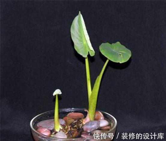 吃剩|还在花钱买绿植?5种吃剩的蔬菜,给点水就能长成盆栽