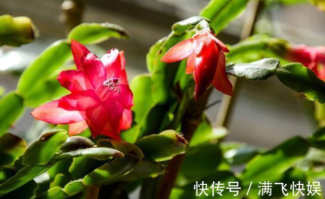 蟹爪兰过了休眠期,叶子发红软塌塌,找到病因还能救回来