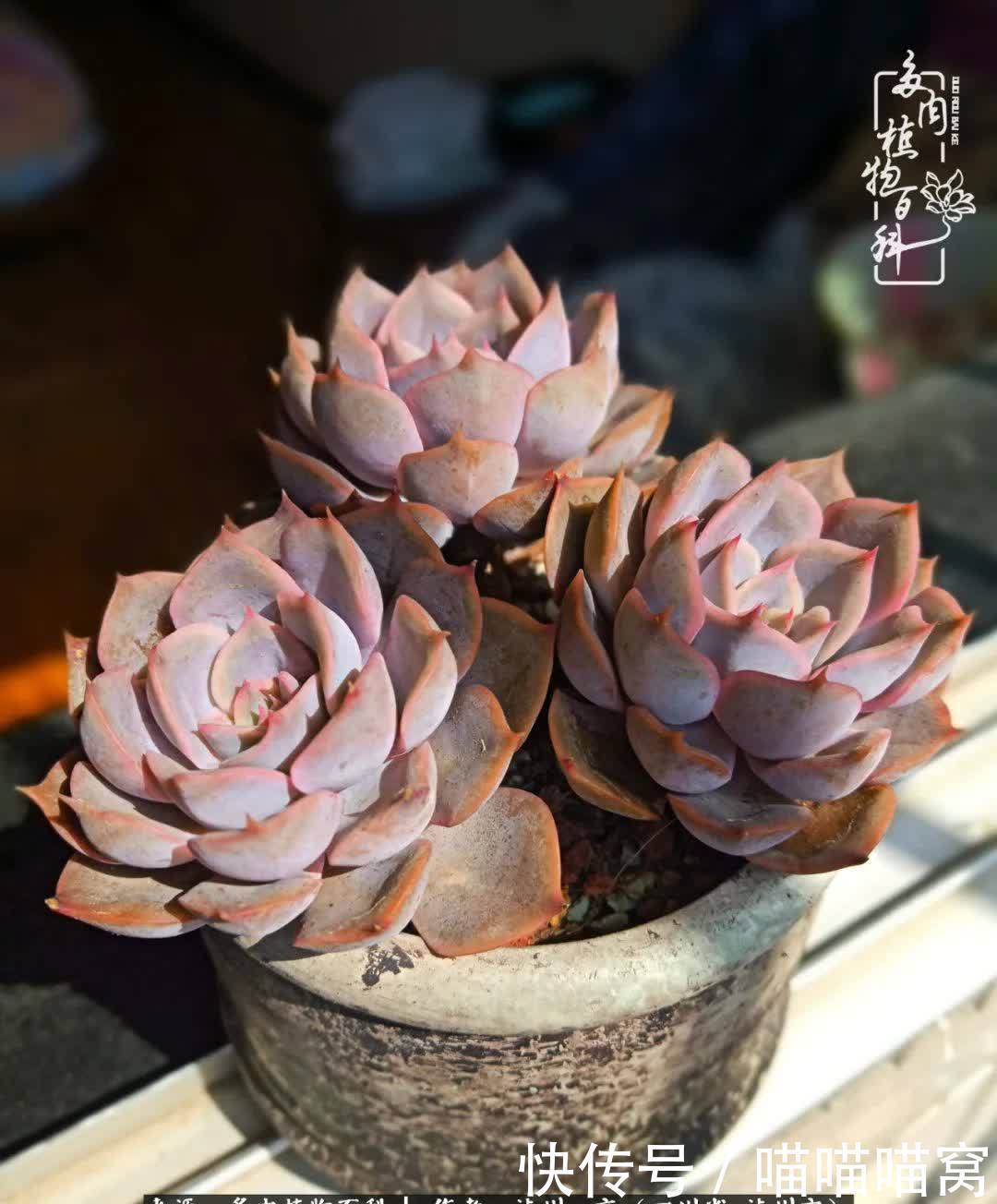 今日阳光正好怎能浪费?多肉美照拍拍拍!