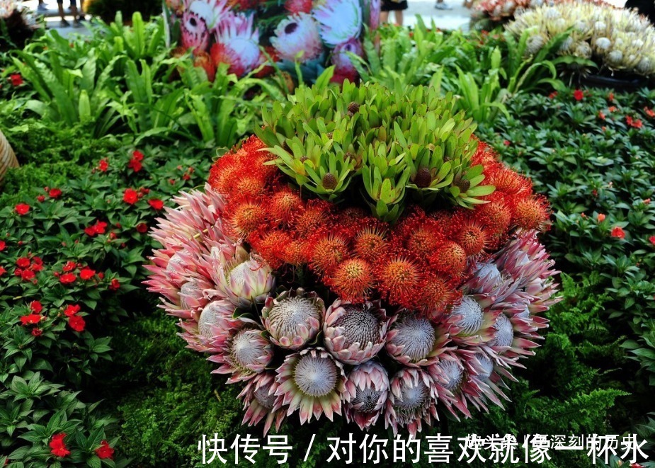 鲜花|此花号称花中之王,被誉为全世界最富贵华丽的鲜花,是富贵的花