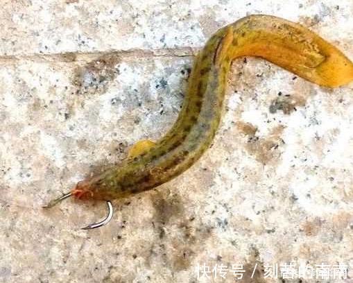 泥鳅钓鱼为什么人人喊打对鱼伤害究竟多大两天钓空一个大水库