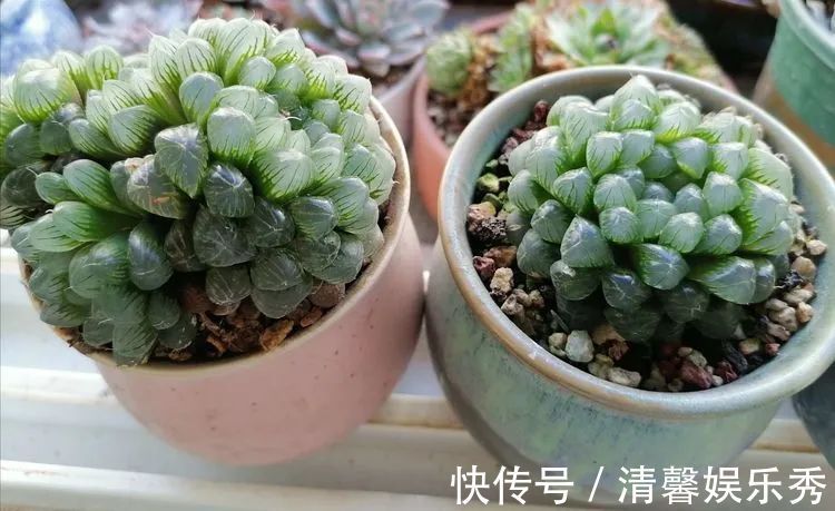 90后川妹子的“丑肉”逆袭记!时光不弃,多肉常在!