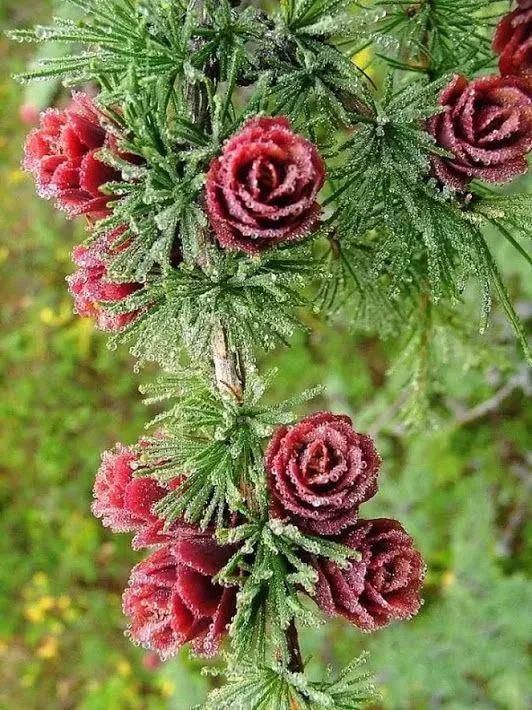  太美|松树开花，见过吗？太美了！