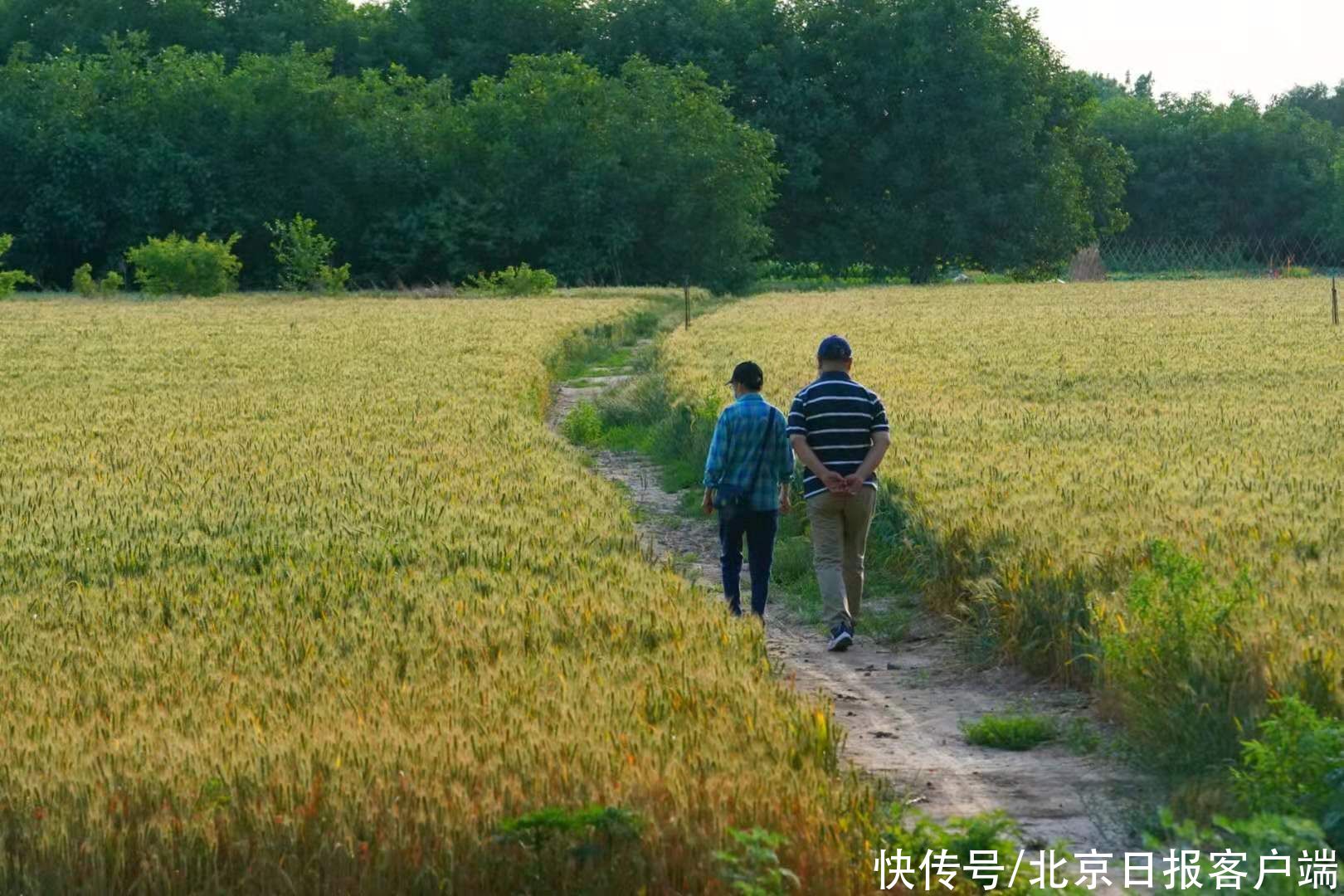 麦黄迎芒种|北京通州，麦黄迎芒种