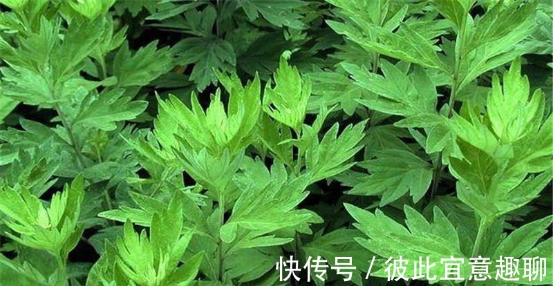 韭菜+艾叶|“韭菜+艾叶”太厉害，不仅膝关节不痛了，就连滑膜炎也消失了