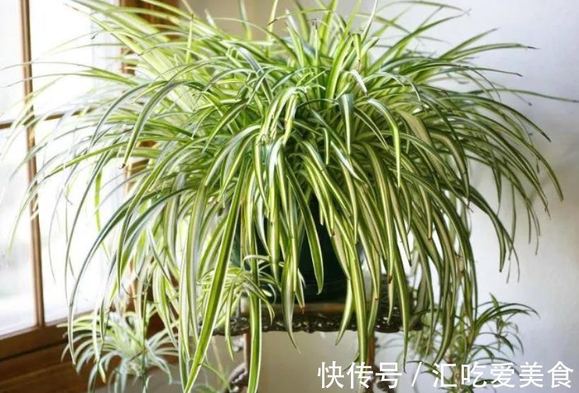 家里养了4种花，长不好就“剃个头”，剪秃了猛长出一茬新叶