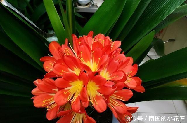 花盆|3种水直接浇花，是毒水，浇下去花卉黄叶、烂根都来了