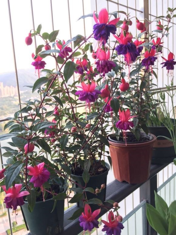 漂亮|4种漂亮花“忒难养”,养花功底薄,年年养不活,买了就后悔