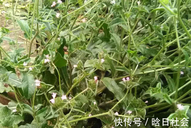 埋地底|此物在农村不仅很常见,而且价值还贼珍贵,很多人都不了解它