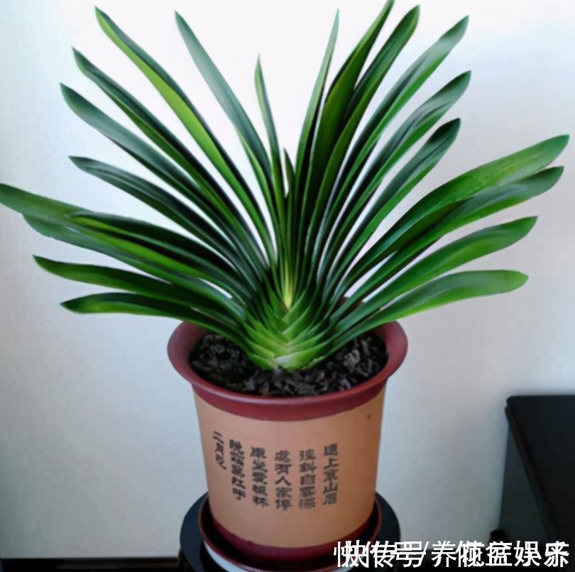 闷根|养君子兰有“六怕”,你知道吗?新手一定要避开