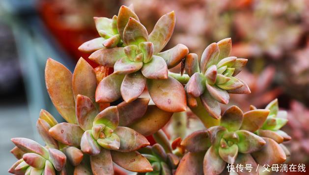 多肉春季生长速度快,学会这“4”点繁殖技巧,一株变百株