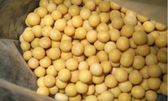 养生|4种豆子不同功效，吃对了可以养生长寿，你还不知道太可惜了！