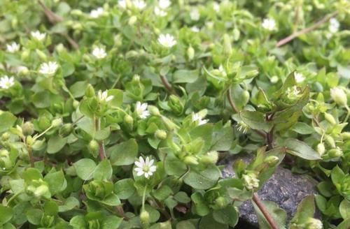 农民|农民见了连根拔,殊不知是价值珍贵的“和尚菜”,有乌发作用