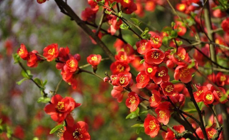 海棠花|此花自古以来就是名贵的花卉,而且雅俗共赏,所代表的是潇洒和美