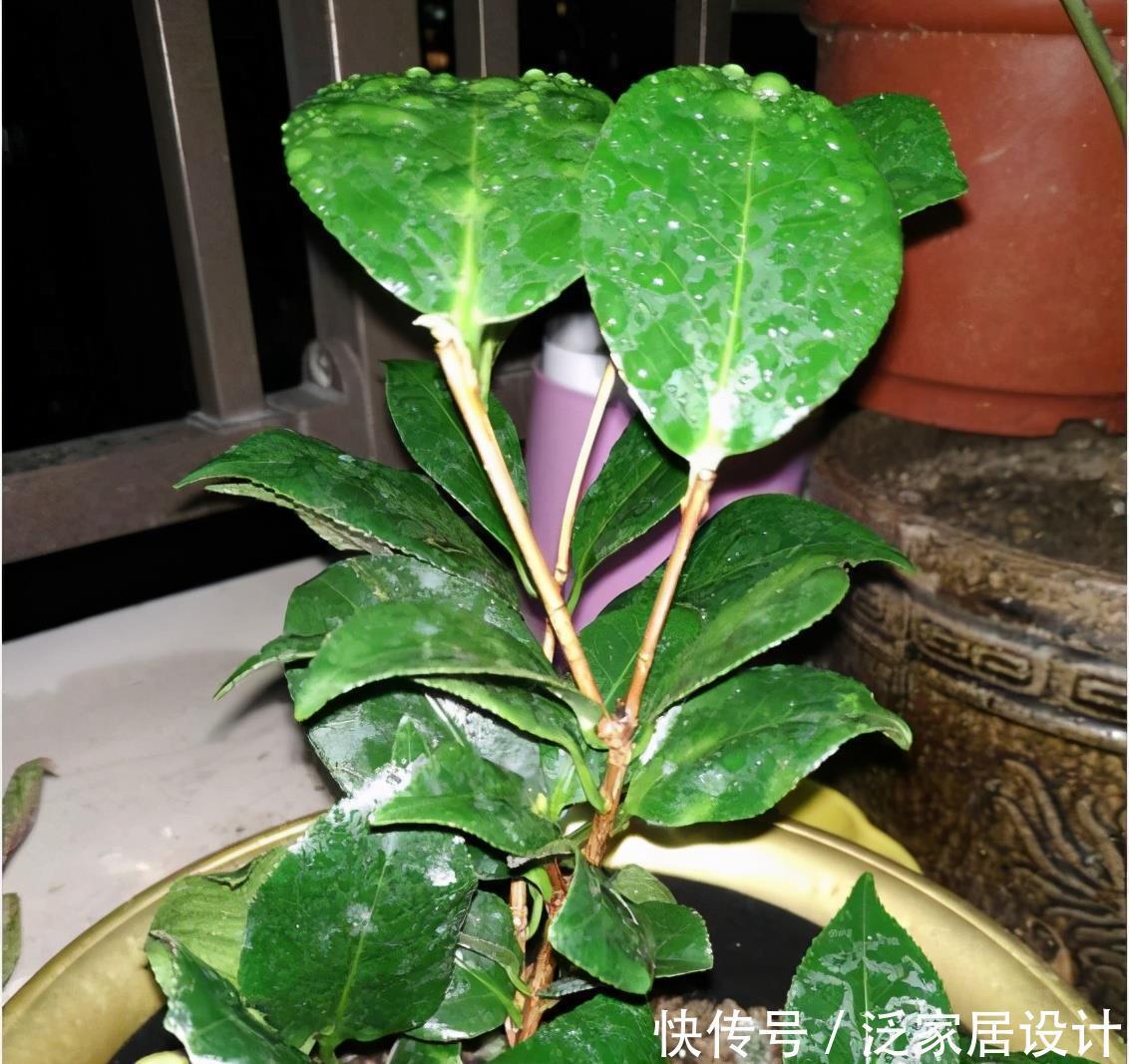 茶花一年能否长半米 全看当下养功 老花匠的经验 值得借鉴 粉紫色 茶花一年能否长半米 全看当下养功 老花匠的经验 值得借鉴 粉紫色