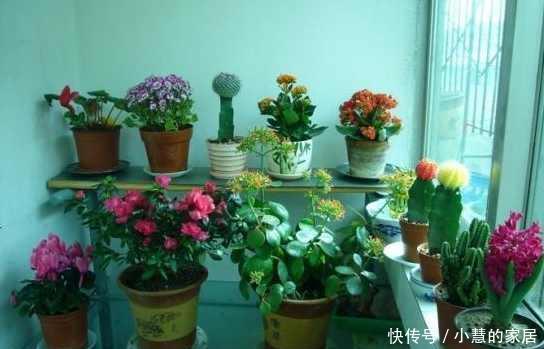 浇水|冬天养花养不活,可能就是浇死的