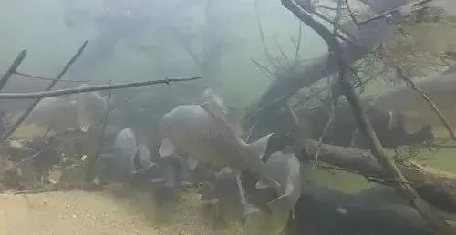 入冬后钓鲫鱼的黄金公式!在什么地方都能用,20年钓鱼人的经验