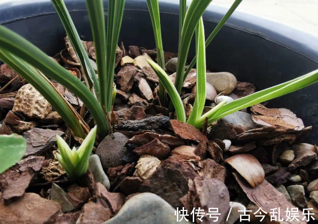 耐寒|适合秋天养的12种花，耐阴又耐寒，秋冬长得更精神