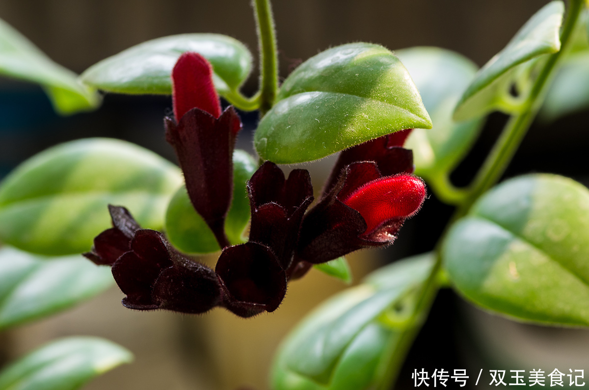 口红|这些花不用太多光，放在家里的阴处养，开花大朵真漂亮