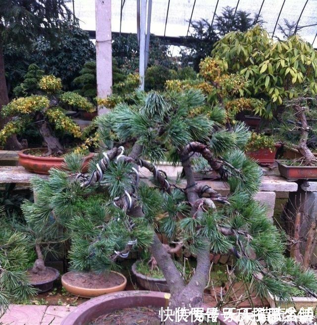 盆景|都说这种树很贵!其实剪根“枝条”,埋土里就能长,不用花钱买!