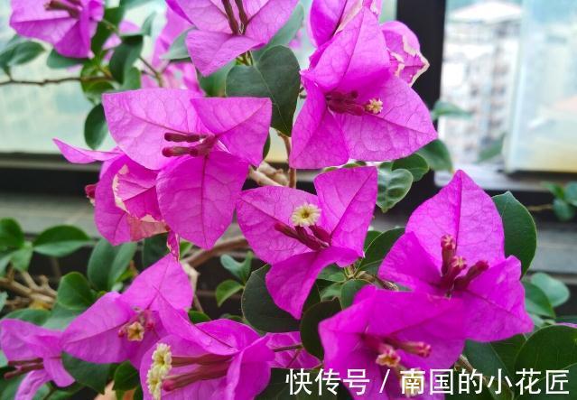 能把三角梅养爆的人,都很大方,从不“吝啬”这3样东西