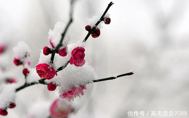  新韵|七绝《雪梅》新韵