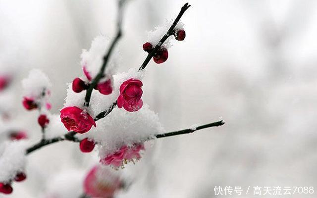 新韵|七绝《雪梅》新韵