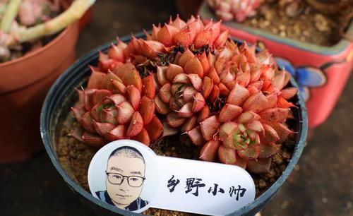 春天到了，小帅教你这样养多肉，才能让你的多肉这么可爱