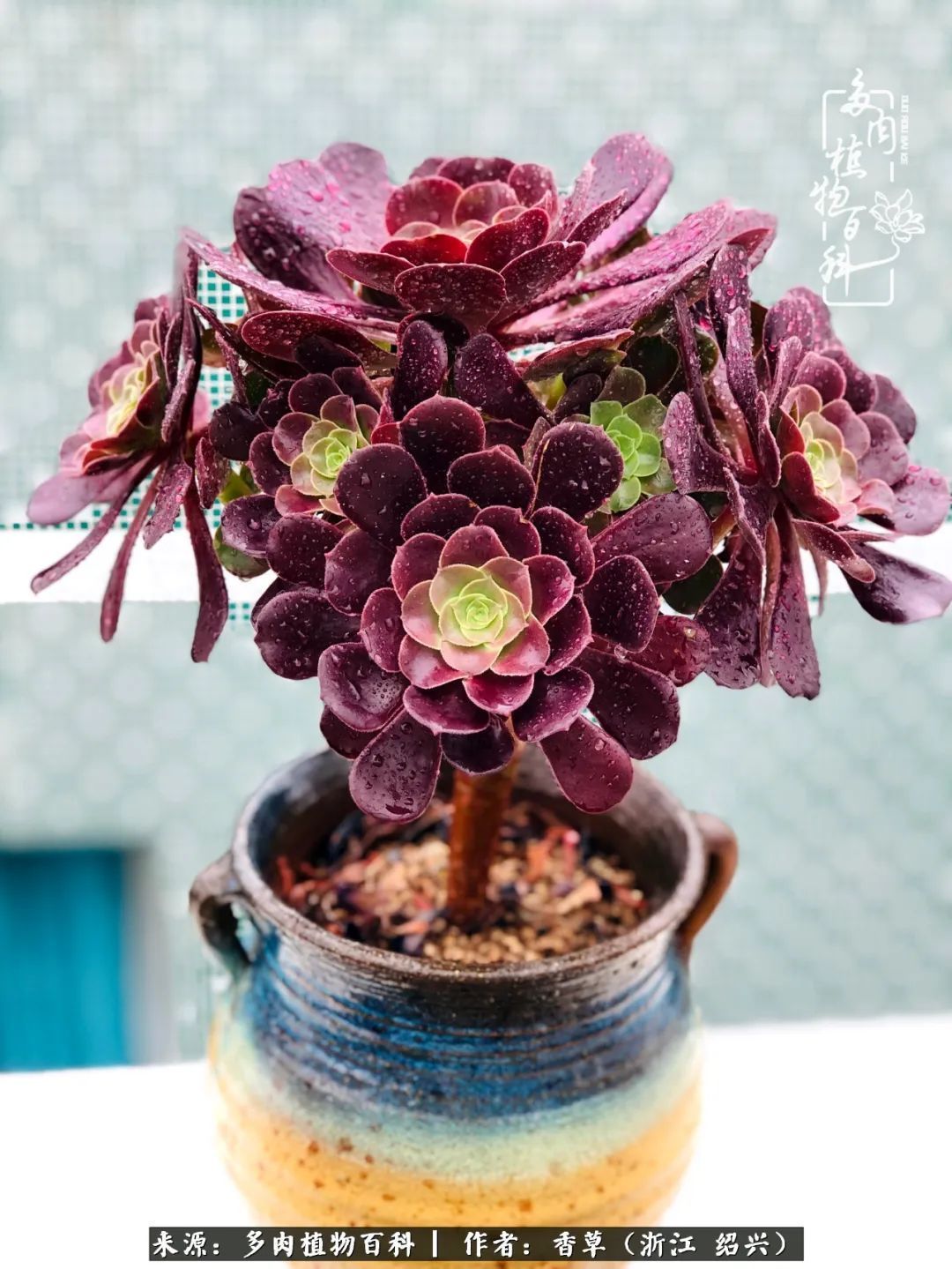 阳台上的一亩三分地,我愿与你一起,与时光媲美!